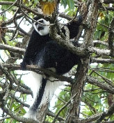 Colobus Affe