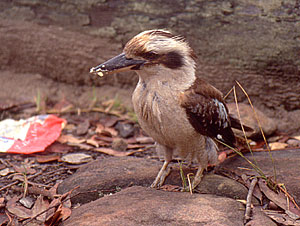 Laughing Kookaburra mit Butter am Schnabel