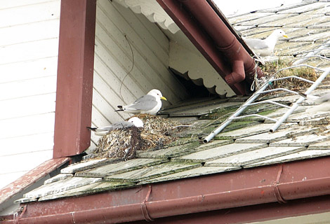 Möwen nisten auf Hausdach