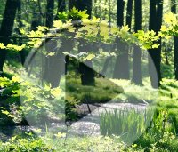 Wald hinter dem Botanischen Garten in Chemnitz